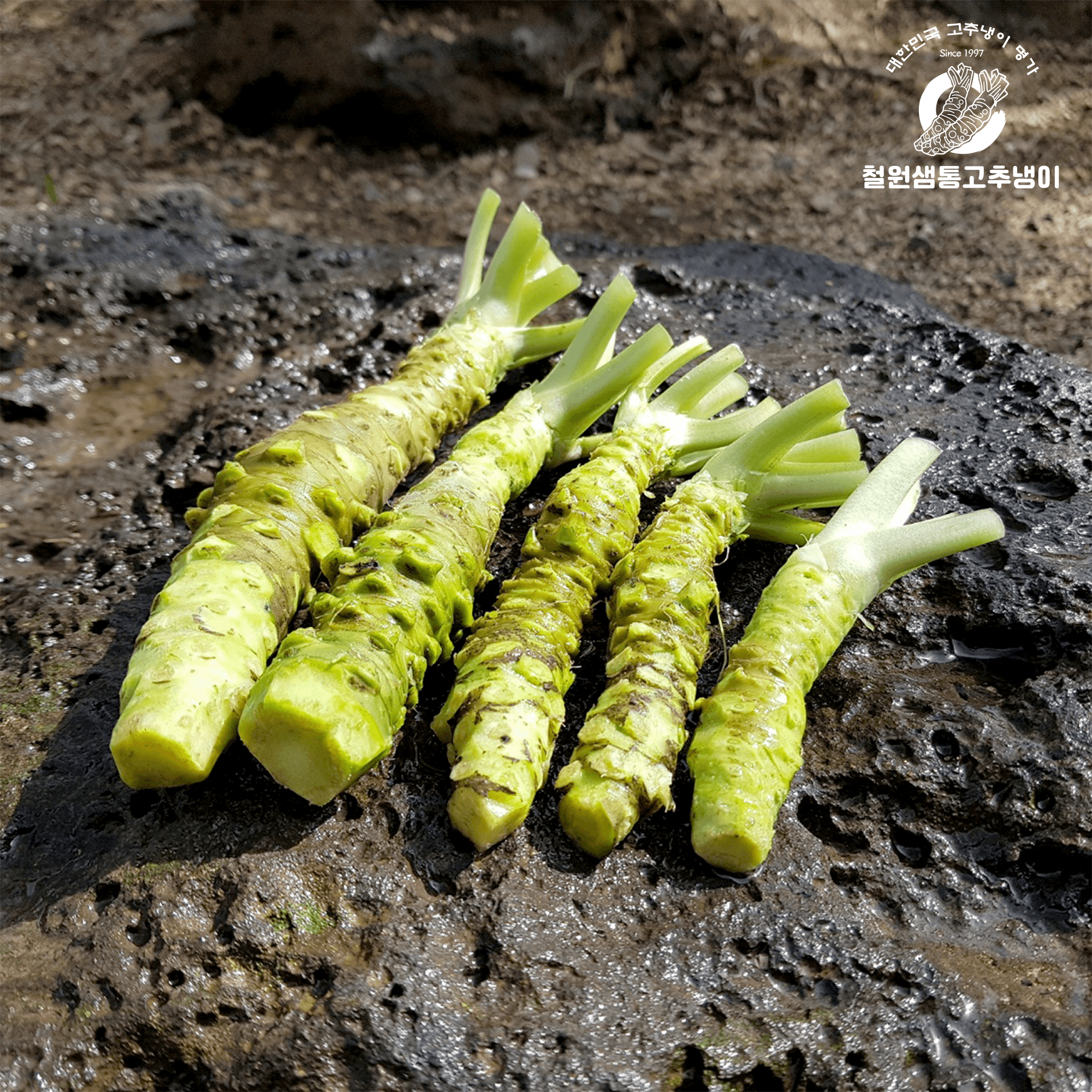 고추냉이 근경 (Wasabi Rhizome)